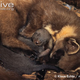 Illustration for article titled Monday Mustelid - Martes martes Edition